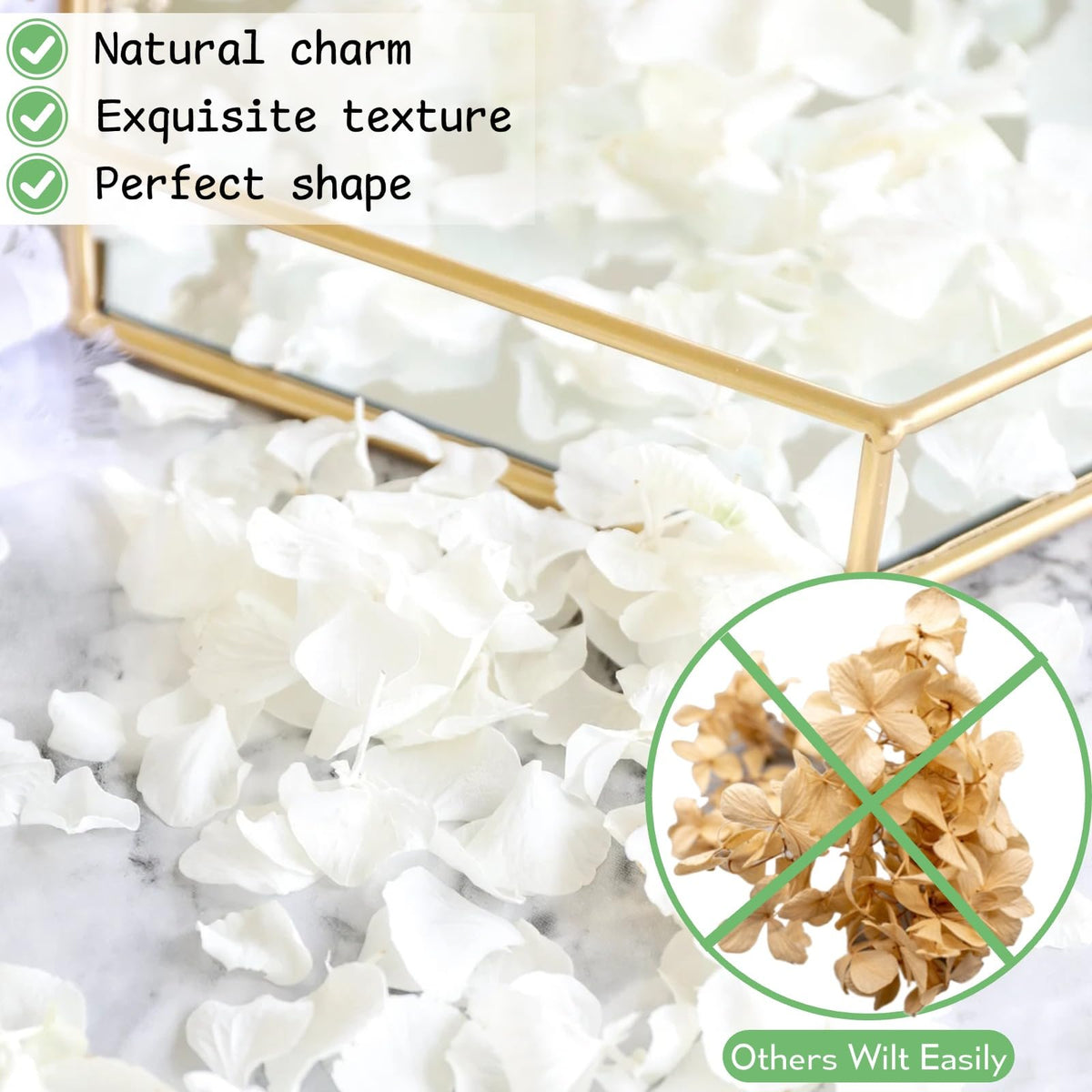 Gifugi petals brighten daily decor with ivory elegance and calm charm.