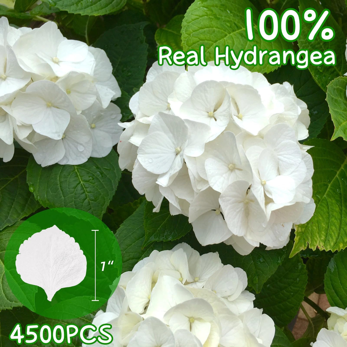 Gifugi ivory hydrangea petals closeup shows natural variation and delicate edges.