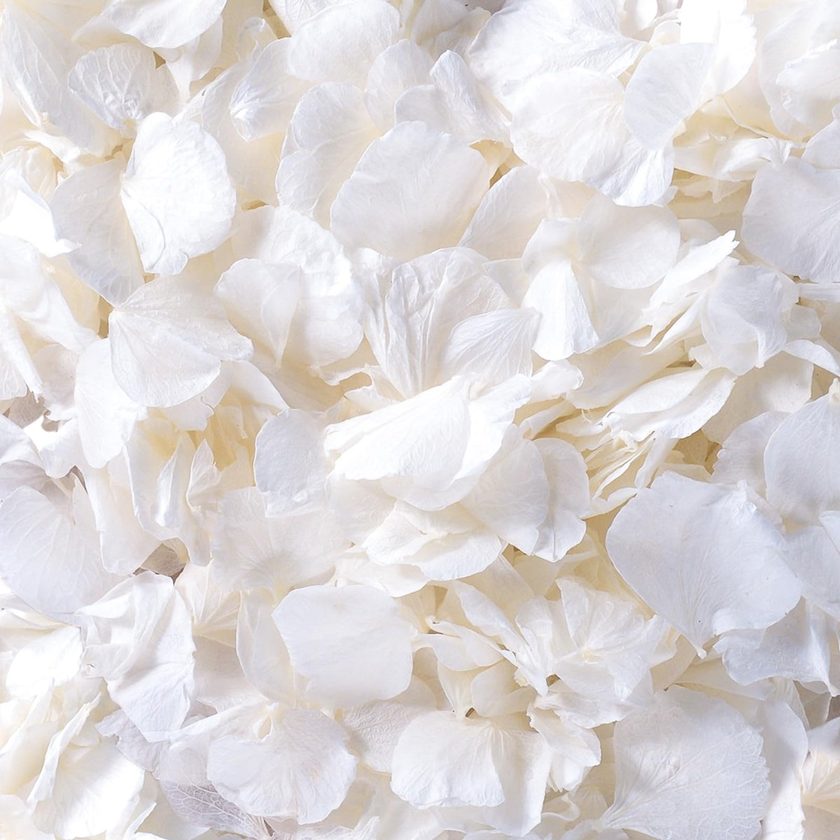 Gifugi ivory white hydrangea petals pack enhances weddings with timeless, soft aisle decor.
