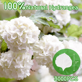Gifugi real petals ideal for aisle runner styling and ceremony decor