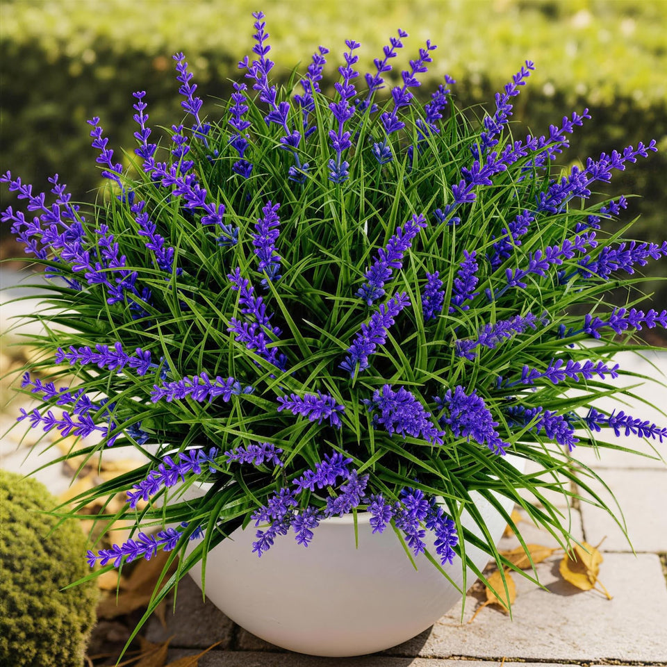 Gipsot lavender bundles with dense stems fill planters for lush year-round color.