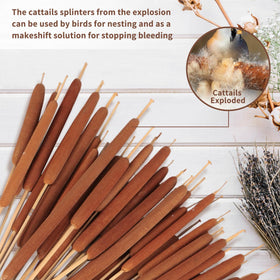 Glicrili dried cattails bouquet displayed in a tall vase for living rooms.