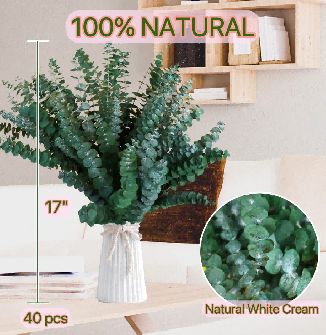 Glicrili dried eucalyptus leaves, 17-inch stems, natural home decoration.