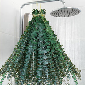 Glicrili eucalyptus shower bundle with 40 preserved stems ready for spa-like décor.