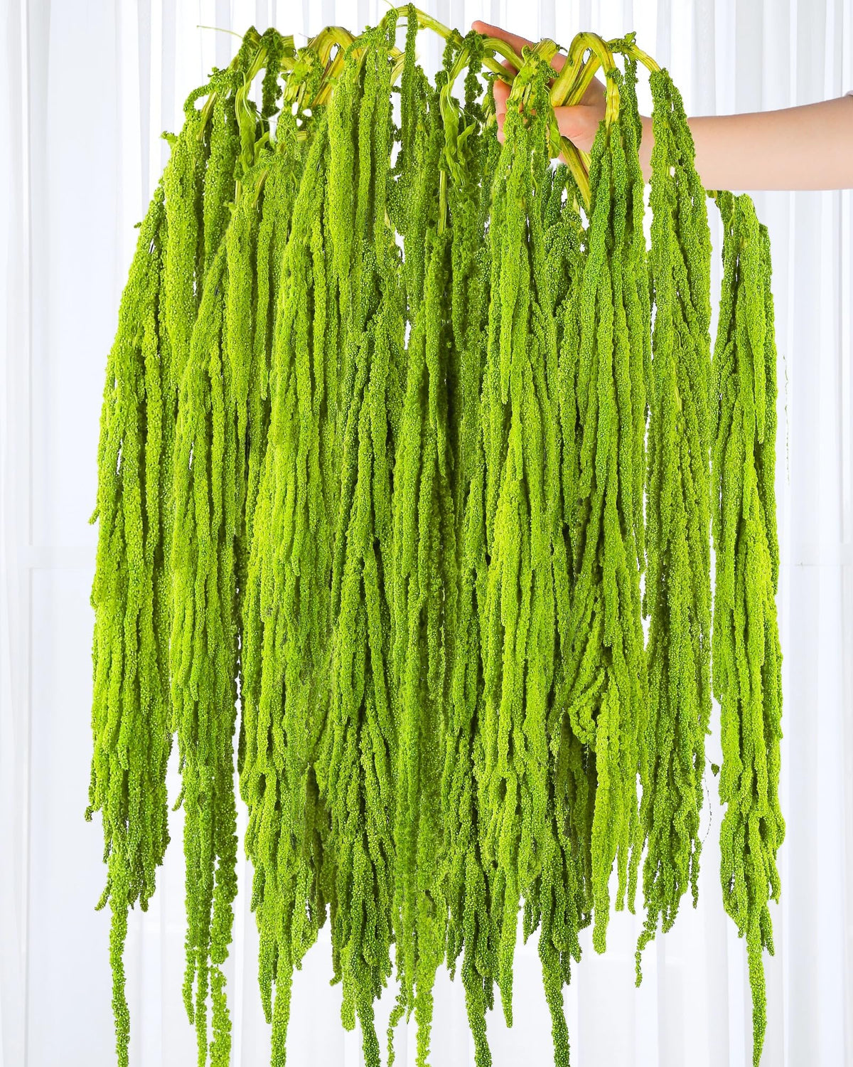 Glicrili neon green amaranthus hanging stems 23in for dramatic arch accents