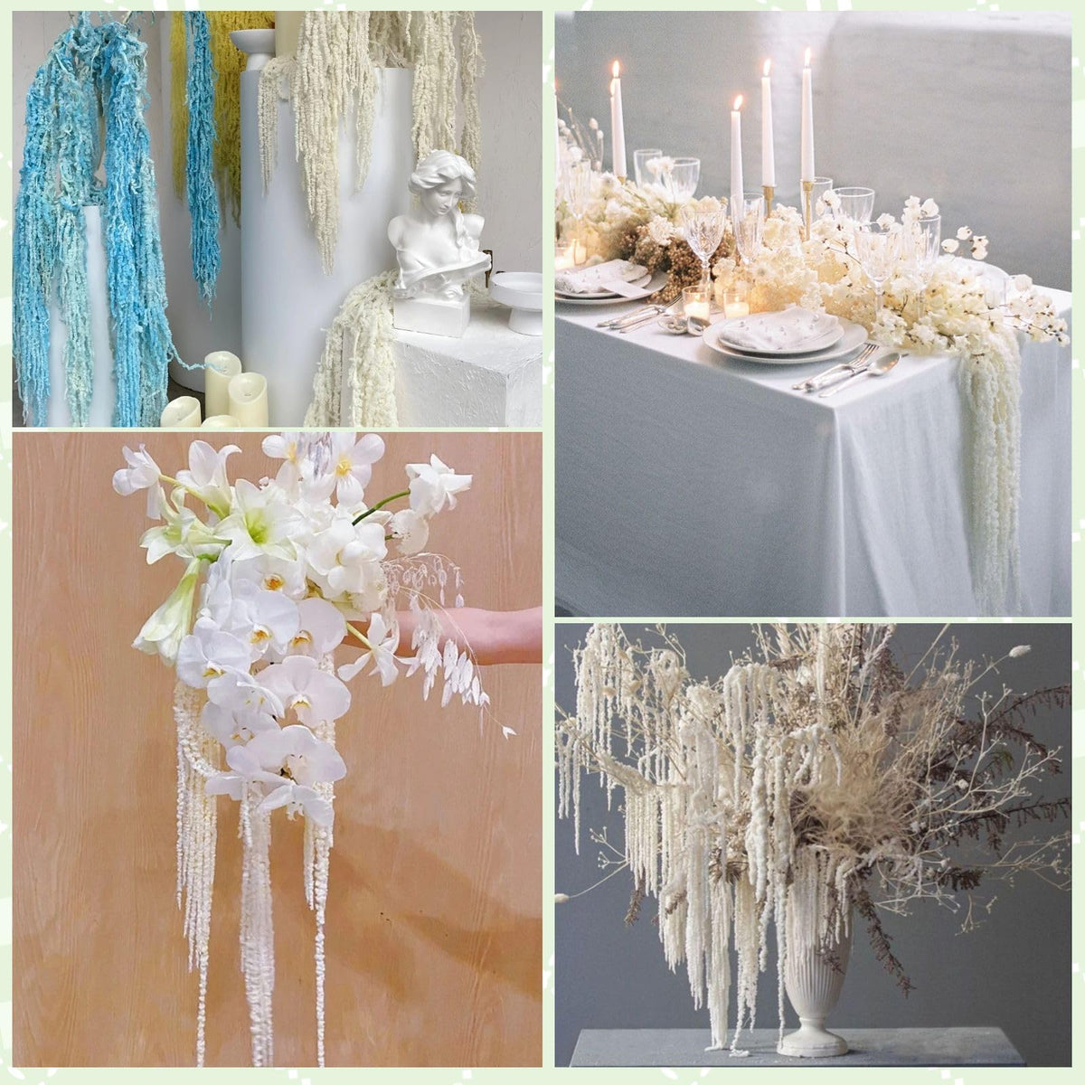 Glicrili 10 stems per box offer versatile hanging setups or vase arrangements.