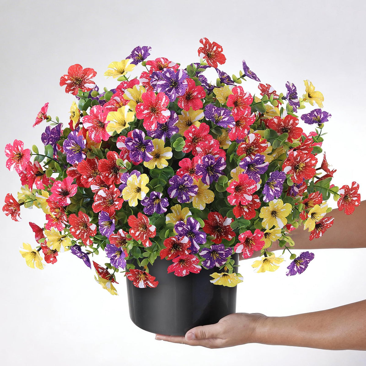 GLIDLION mixed-color morning glory shrubs, four-color display for curb appeal.