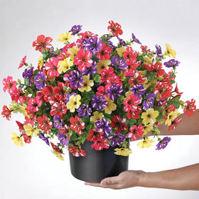 GLIDLION mixed-color morning glory shrubs, four-color display for curb appeal.