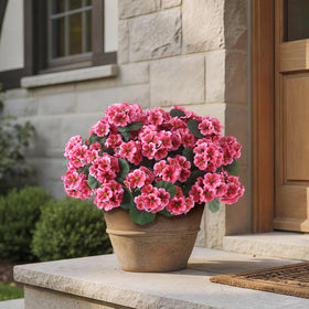 GLIDLION geranium full bouquet assembly shows a rich look for garden borders.