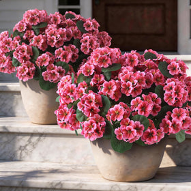 GLIDLION geranium peach pink bloom enhances spring ambiance on balconies.