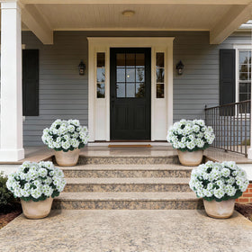 GLIDLION geranium topiary ideal for weddings or events as outdoor decor.