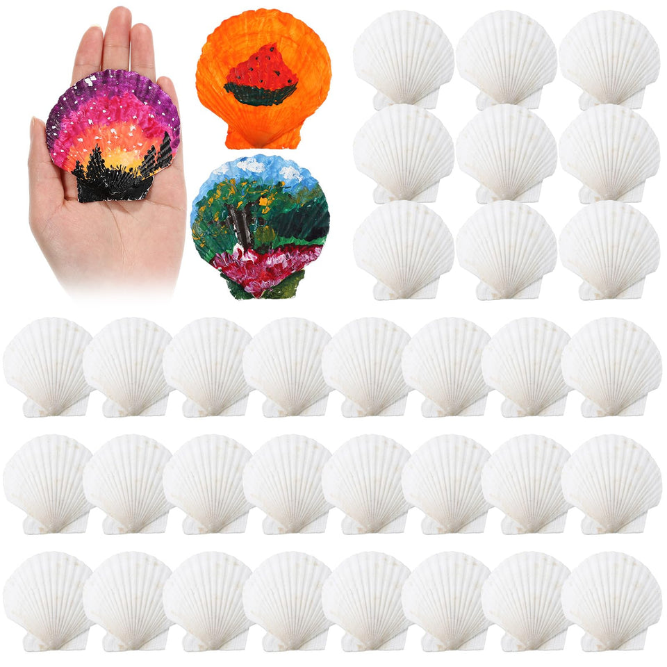GlikCeil large scallop shells, 2.8-3.1 inches, for natural decor.