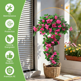 Grooy topiary pink bougainvillea close-up highlighting silk blooms