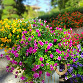 Grunyia UV-resistant faux flowers for sun-drenched exterior spaces in magenta.