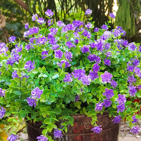Grunyia UV-resistant purple faux blooms for a durable front porch display.