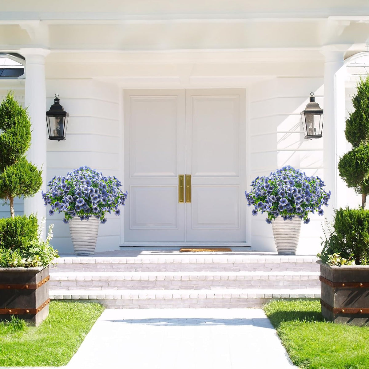Grunyia blue daisy garden border provides bright, maintenance-free color.