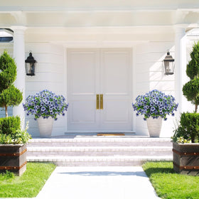Grunyia blue daisy garden border provides bright, maintenance-free color.