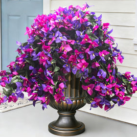 Grunyia Bougainvillea 4Pack vibrant purple and fuchsia for outdoor decor