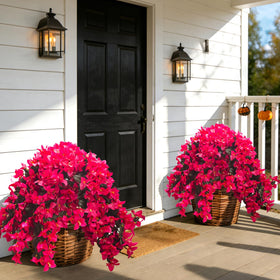Grunyia Bougainvillea rose-red wall garden display with UV-resistant petals.