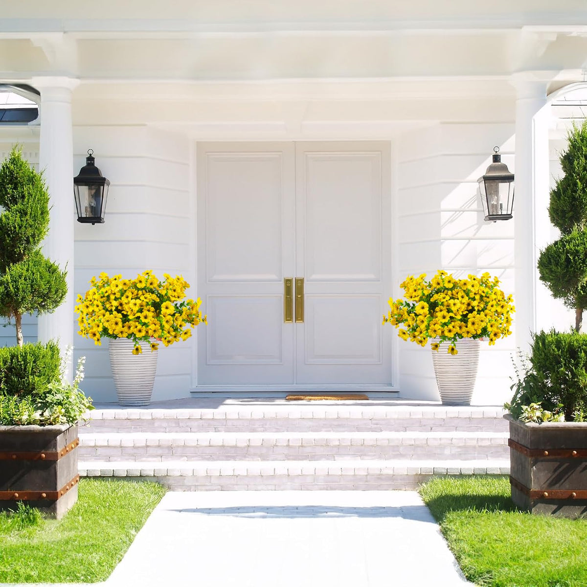 Grunyia yellow daisy bundle for window boxes and pots
