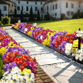 Grunyia hibiscus mix colors offer maintenance free year round beauty