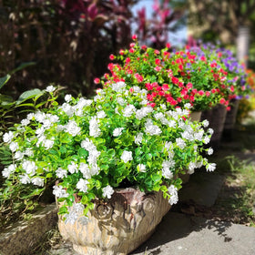 Grunyia no-maintenance outdoor flowers for year-round greenery