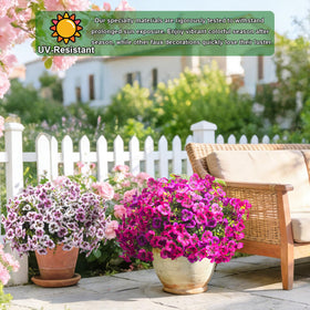 Grunyia pansy flowers in a hanging basket arrangement