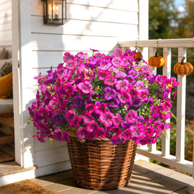 Grunyia pansies in lavender and rose red blend for decor