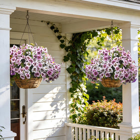 Grunyia pansy flowers arranged in planter display for curb appeal.