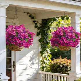 Grunyia pansy flowers brightening a window box display