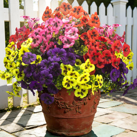 Grunyia pansy yellow bundle for bright outdoor decor