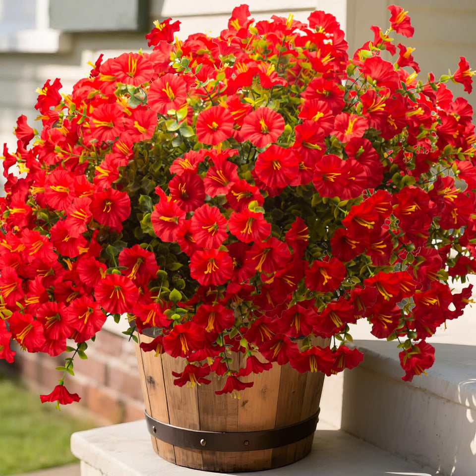 Grunyia red morning glory bloom close-up, vibrant color for outdoor displays.
