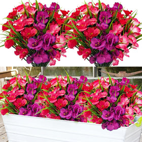 Guagb hibiscus pink outdoor flower perfect for window boxes.
