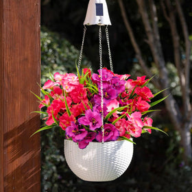 Guagb hibiscus decorative front porch pots collection.