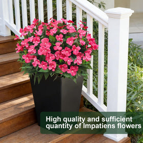 Guagb outdoor impatiens rose red full bloom display for balcony charm.