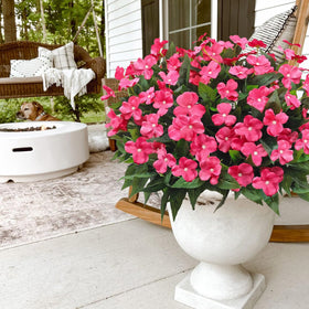 Guagb outdoor impatiens rose red packaging ready for setup.