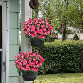 Guagb outdoor impatiens rose red rainproof blooms for outdoors.