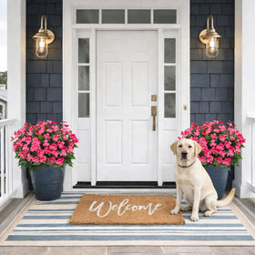 Guagb outdoor impatiens rose red vibrant foliage enhances balcony spaces.