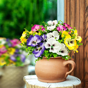 Guagb pansies ideal for front doors, patios, and window boxes.