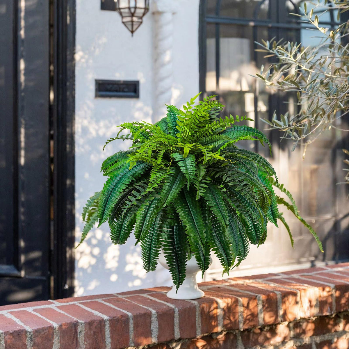 GYERB 88-leaves Boston fern demonstrating durability for long-term use