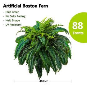 GYERB 88-leaves Boston fern close-up foliage detail for authentic indoor ambience