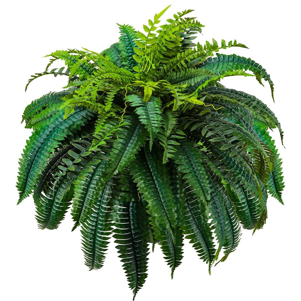 GYERB 88-leaves Boston fern wide shot showing lush greenery for living rooms