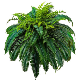GYERB 88-leaves Boston fern wide shot showing lush greenery for living rooms