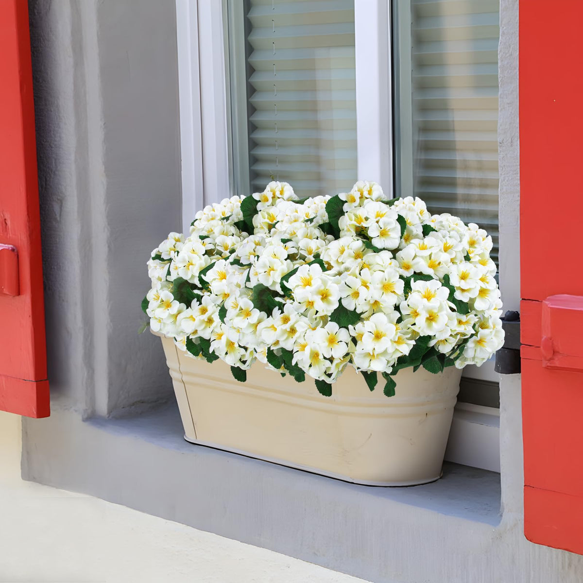 Six-pack geranium flowers ideal for table centerpieces and decor
