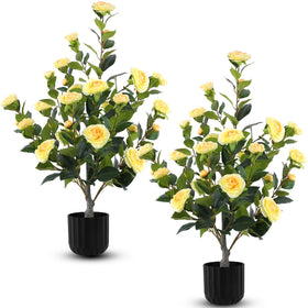 Hananona camellia tree with yellow blooms in pot for spring decor