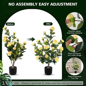 Hananona camellia tree on front door display for curb appeal