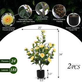 Hananona camellia tree displayed indoors for welcoming ambiance