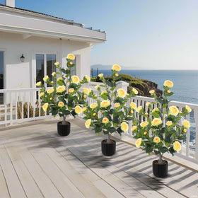 Hananona camellia tree in office or dining space adds color
