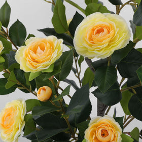 Hananona camellia tree on sheltered outdoor porch for year-round beauty