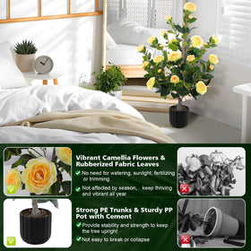 Hananona camellia tree yellow blooms used in wedding decor